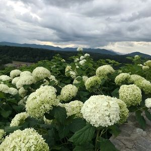 Meet your Posher, Hanley